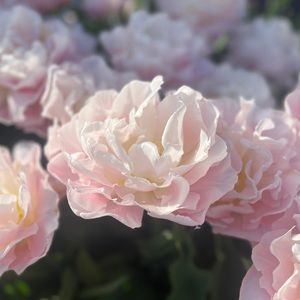 Meet your Posher, Qiwol